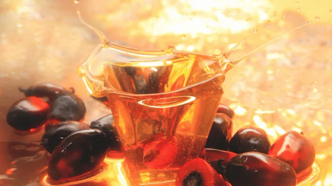 Avoid these Risks in Palm Oil Export