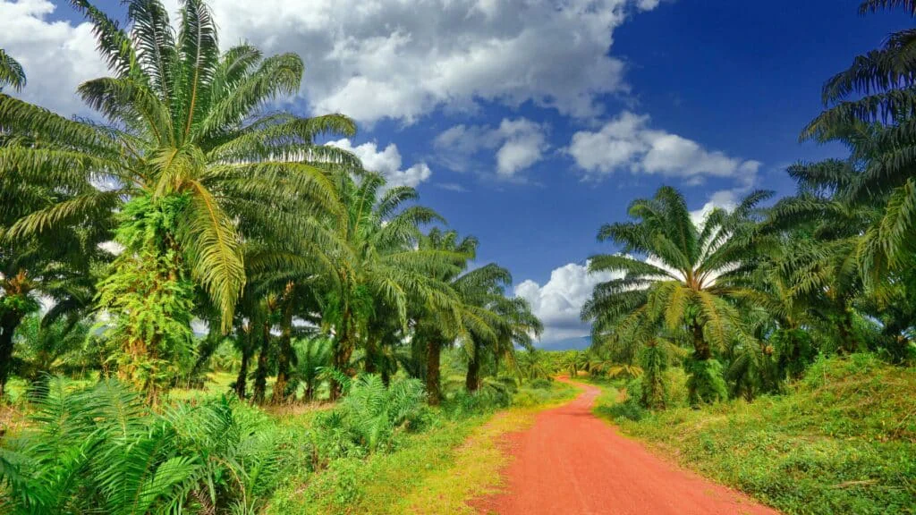 palm oil supply chain
